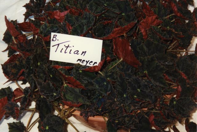 B. ‘Titian’